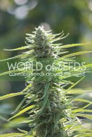 Colombian Gold - вид 1 миниатюра