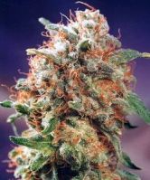 Haze #1 - вид 1 миниатюра