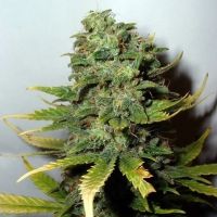 Super Skunk - вид 1 миниатюра