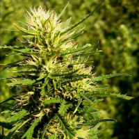 Super Skunk - вид 2 миниатюра