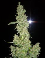 Mango Widow - вид 1 миниатюра